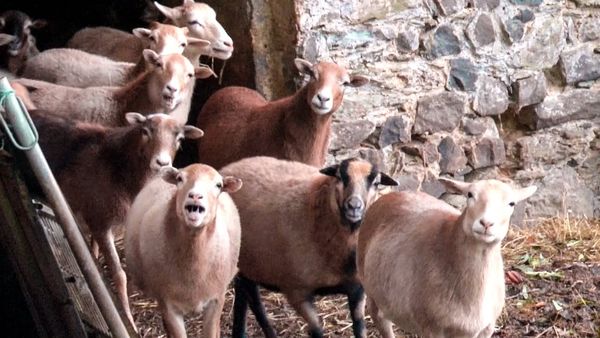 Video-Still · Weddinger Kinderfarm